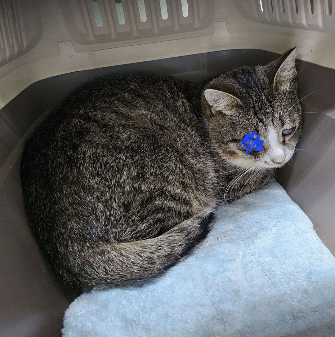 Фото автора. Арашик.