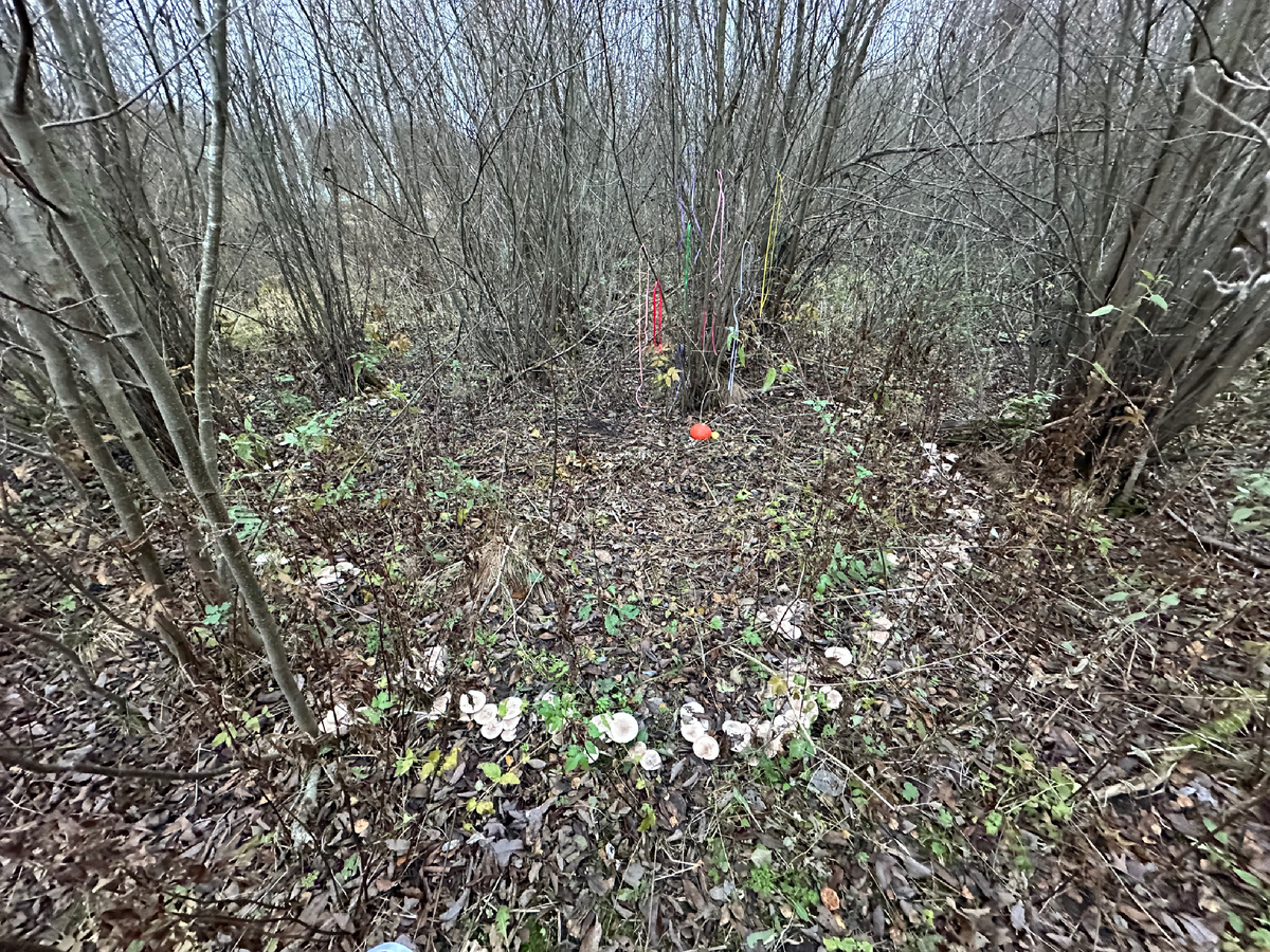 Вот такая грибница 