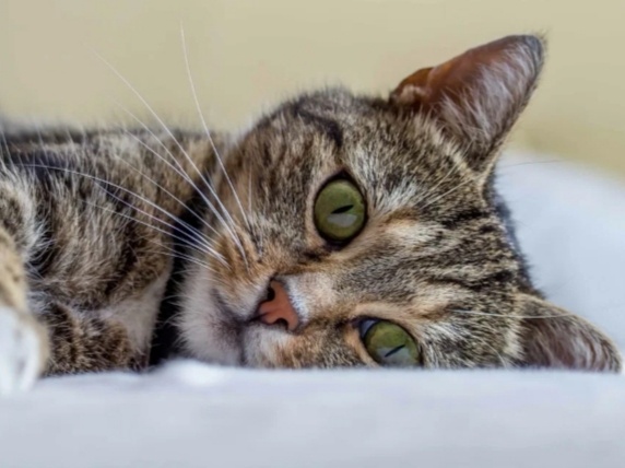 Как понять, что у кошки глисты