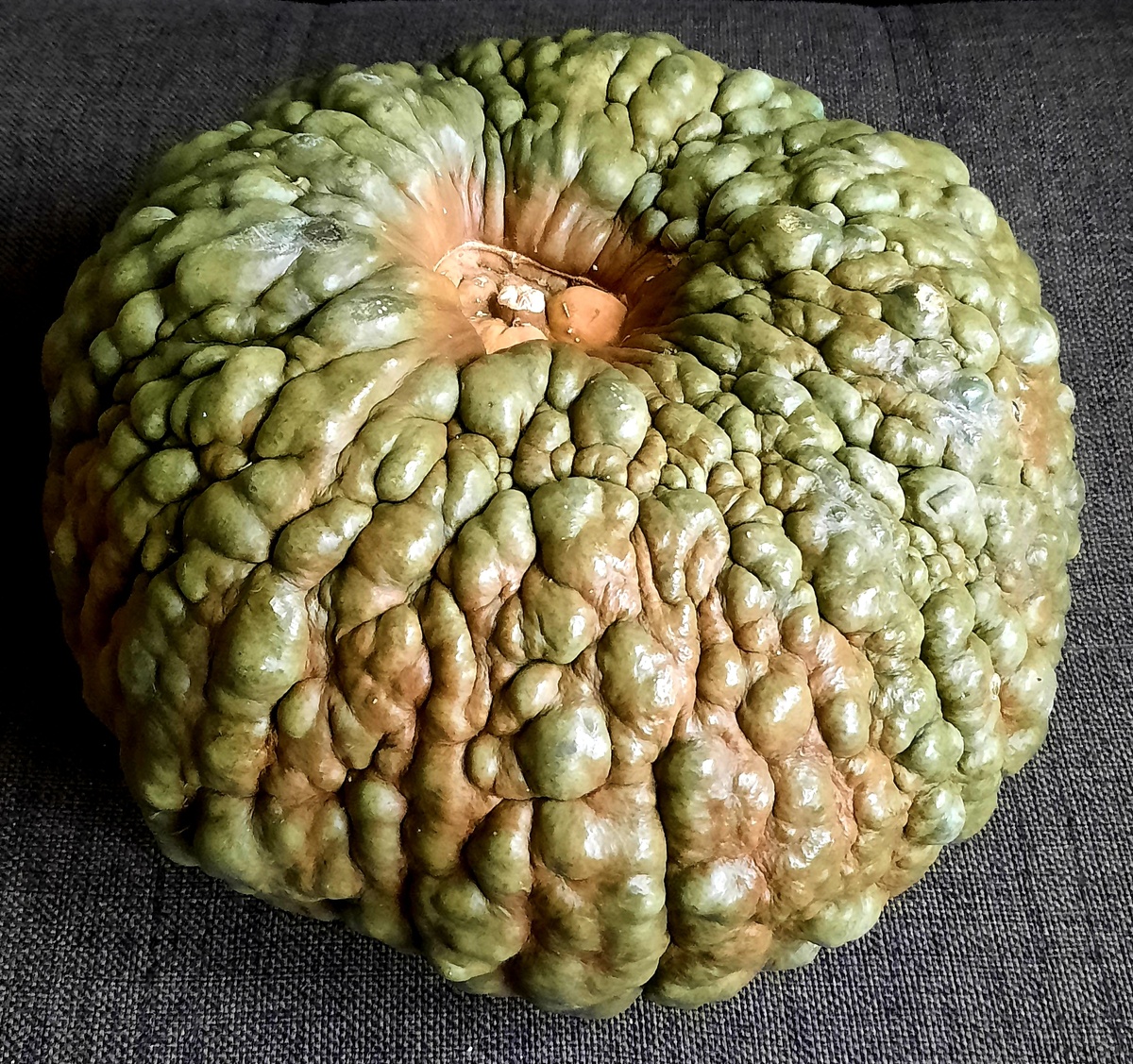 Тыква "Марина из Киоджа".