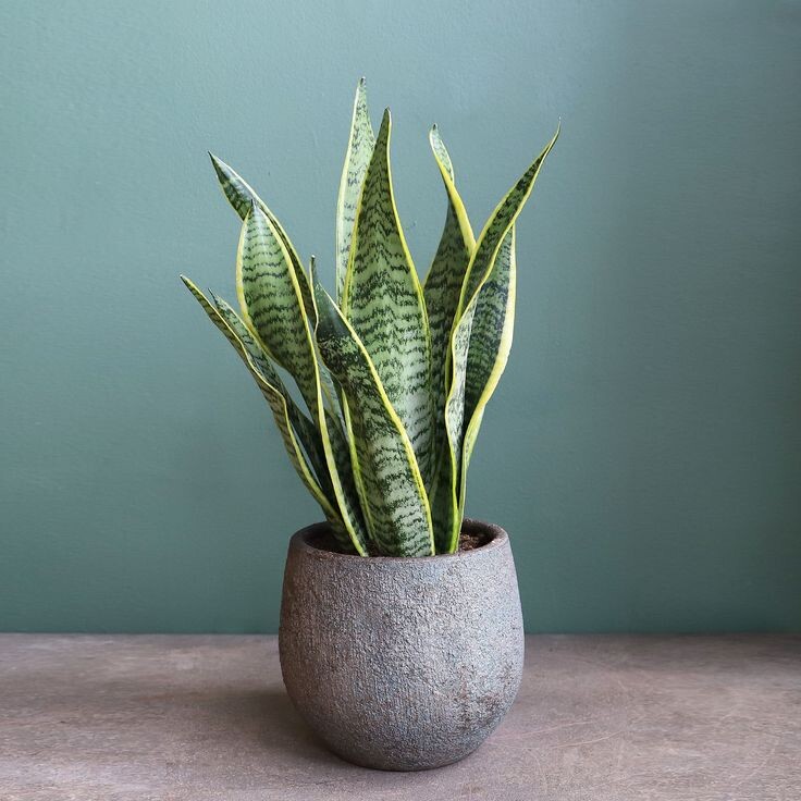 Саннсевиерия