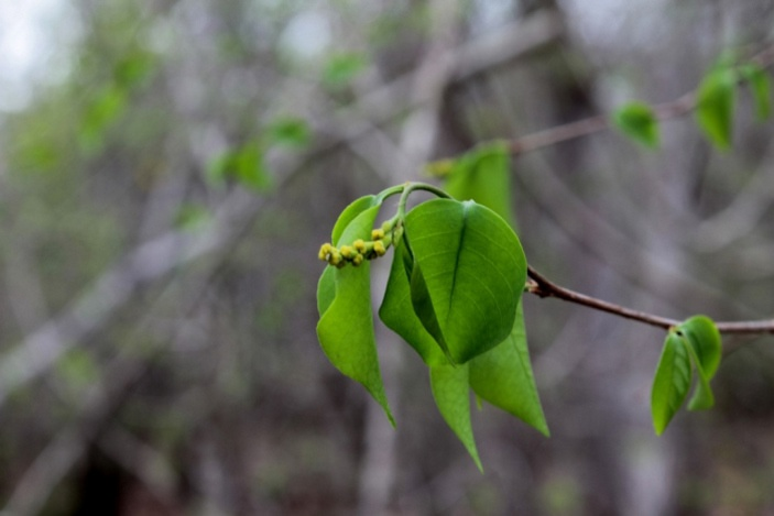 Листики-цветочки 