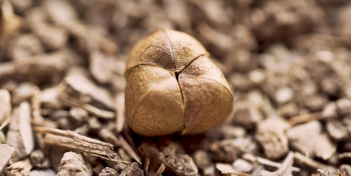 "Бобы" вызрели. 