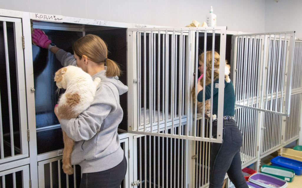 Сегодня в приюте живут порядка 50 пушистых воспитанников. Здесь они нашли заботу, безопасность и надежду на обретение семьи