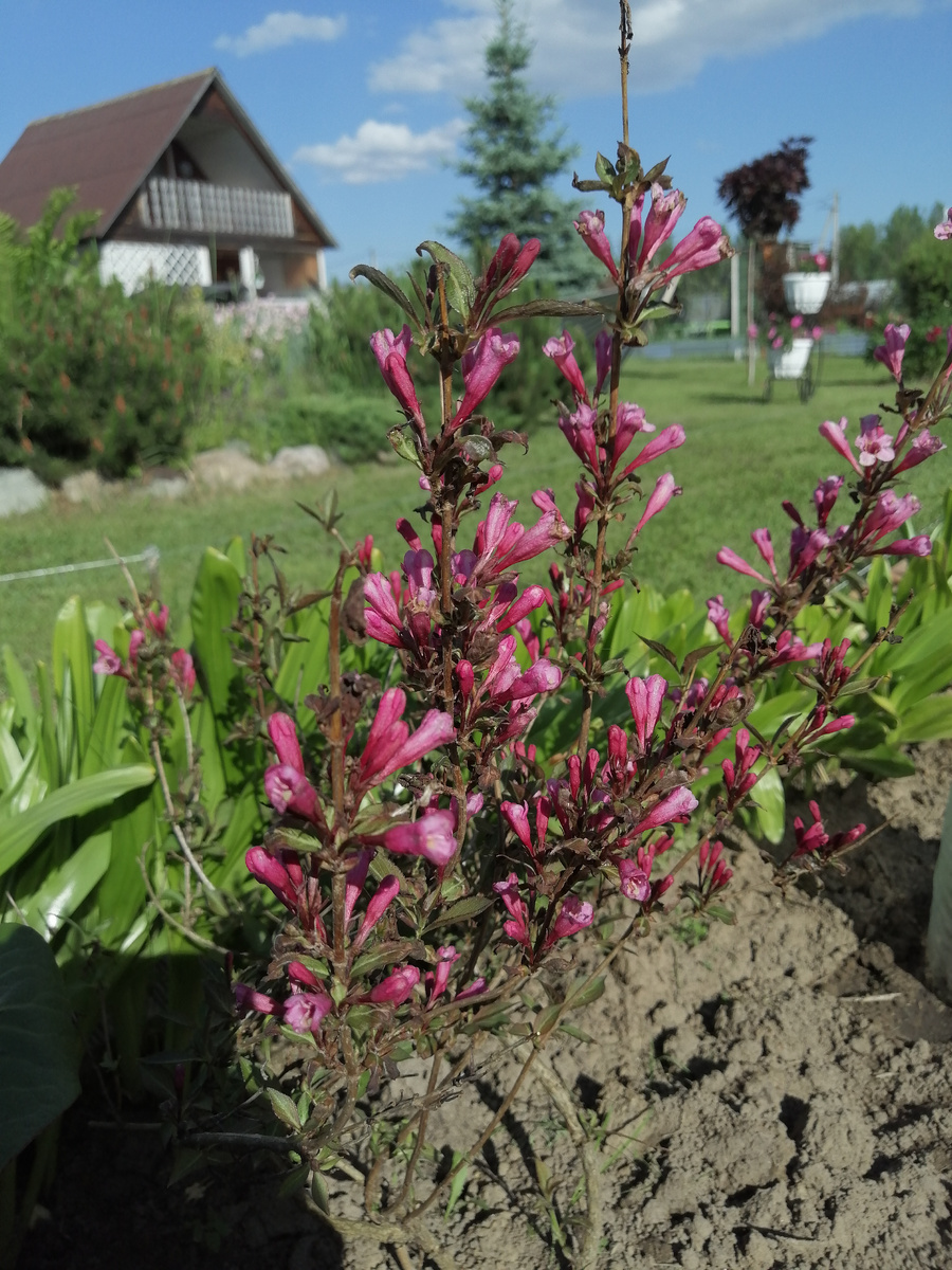 Вейгела красавица