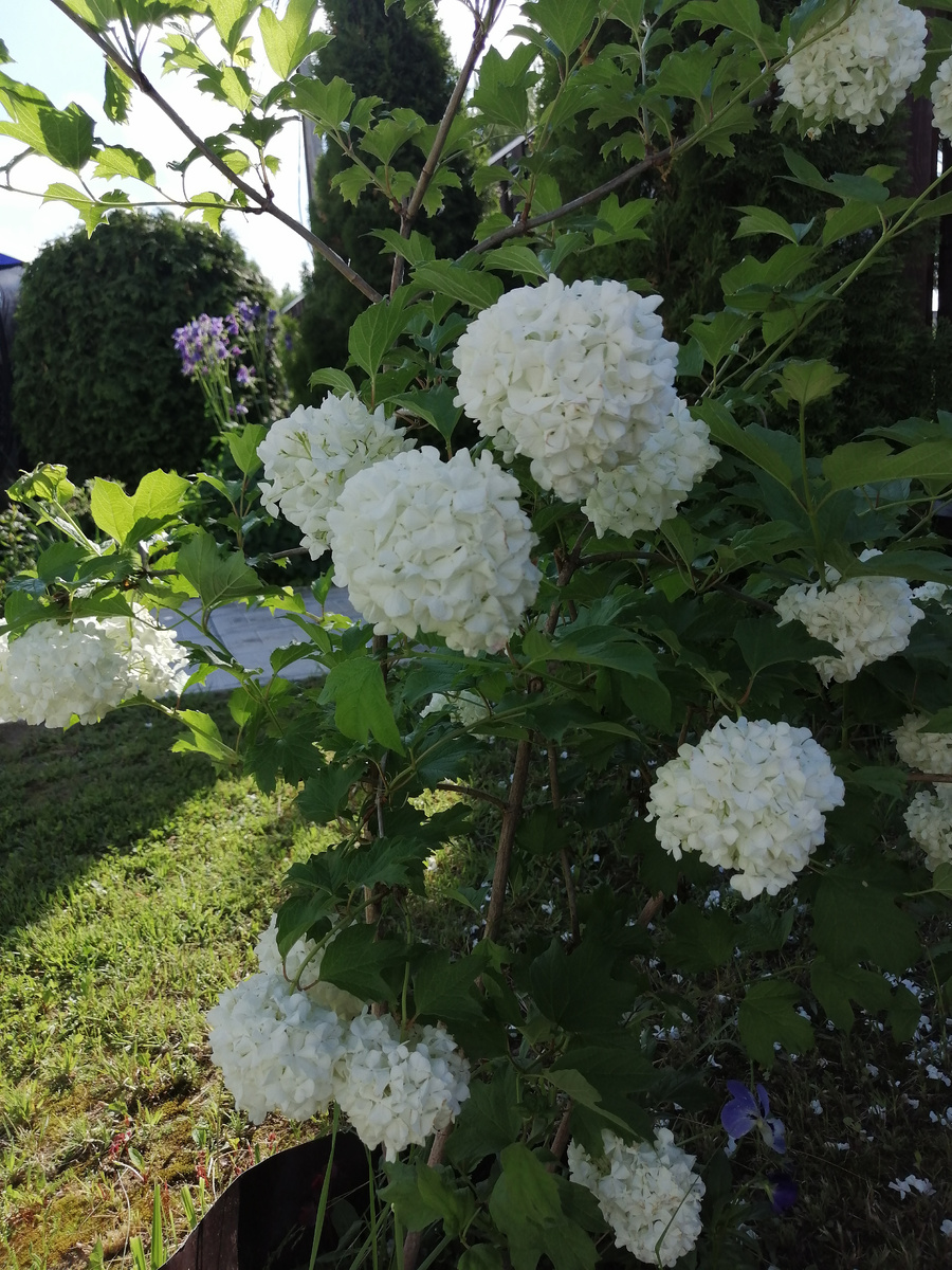 Калина бульдонеж