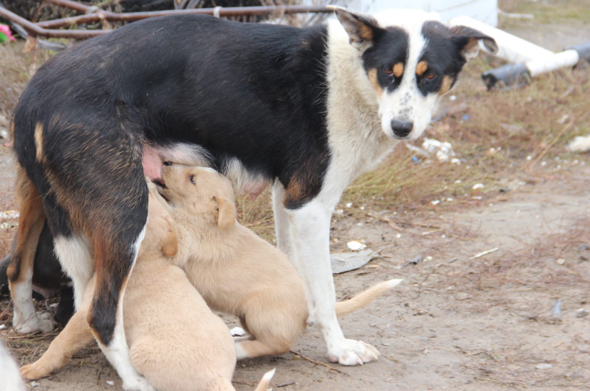 Улицы Якутска…