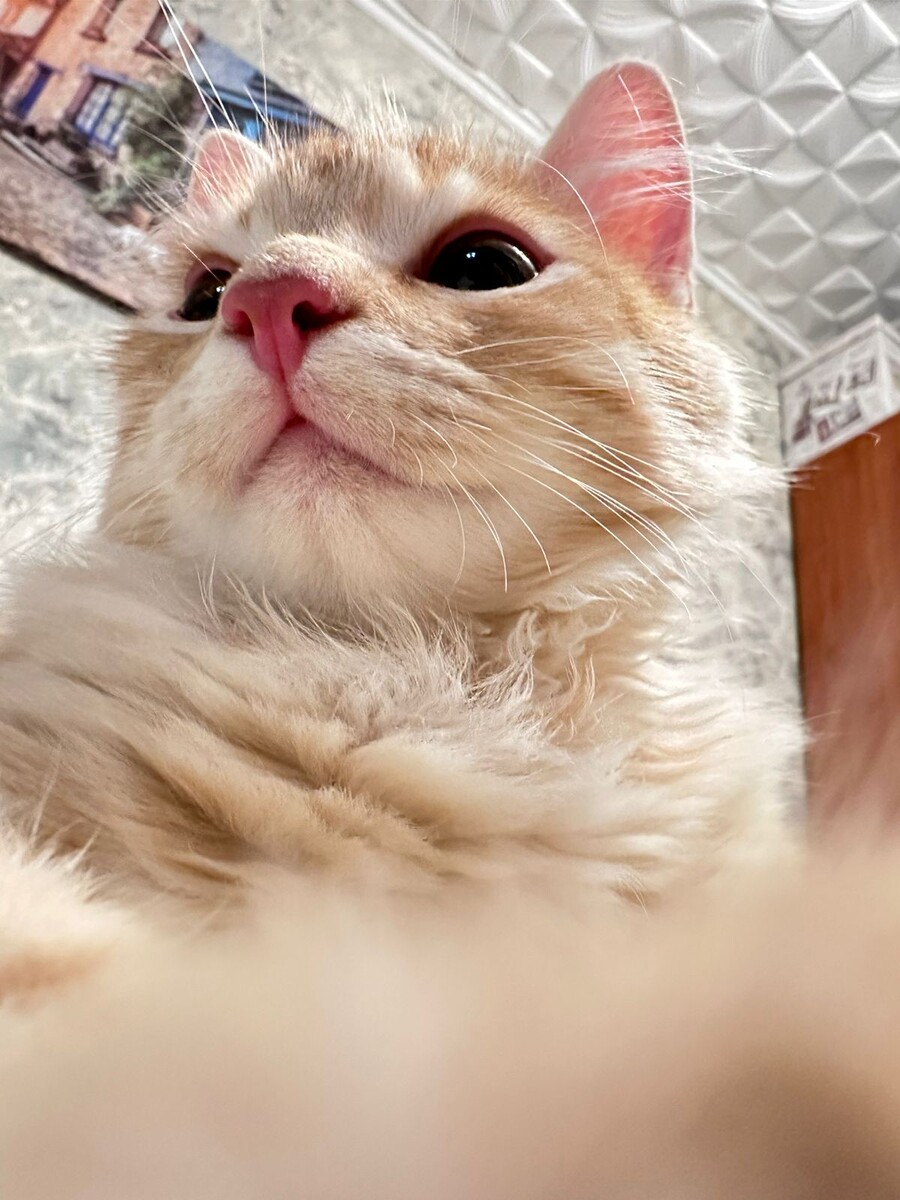 Проказник Симба что-то задумал. Фото Виктории Лерман.