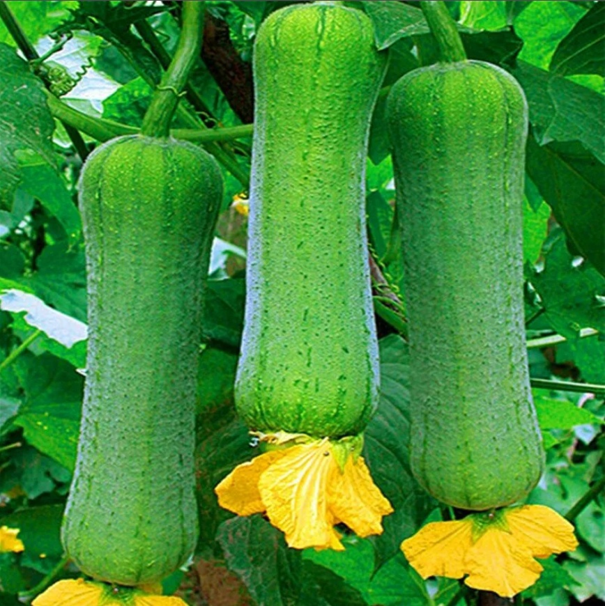 Люффа цилиндрическая или базука, как пожелаете 