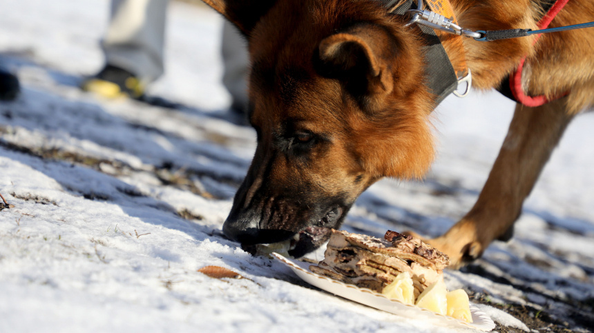    Фото: www.globallookpress.com/ Yuliia Ovsiannikova