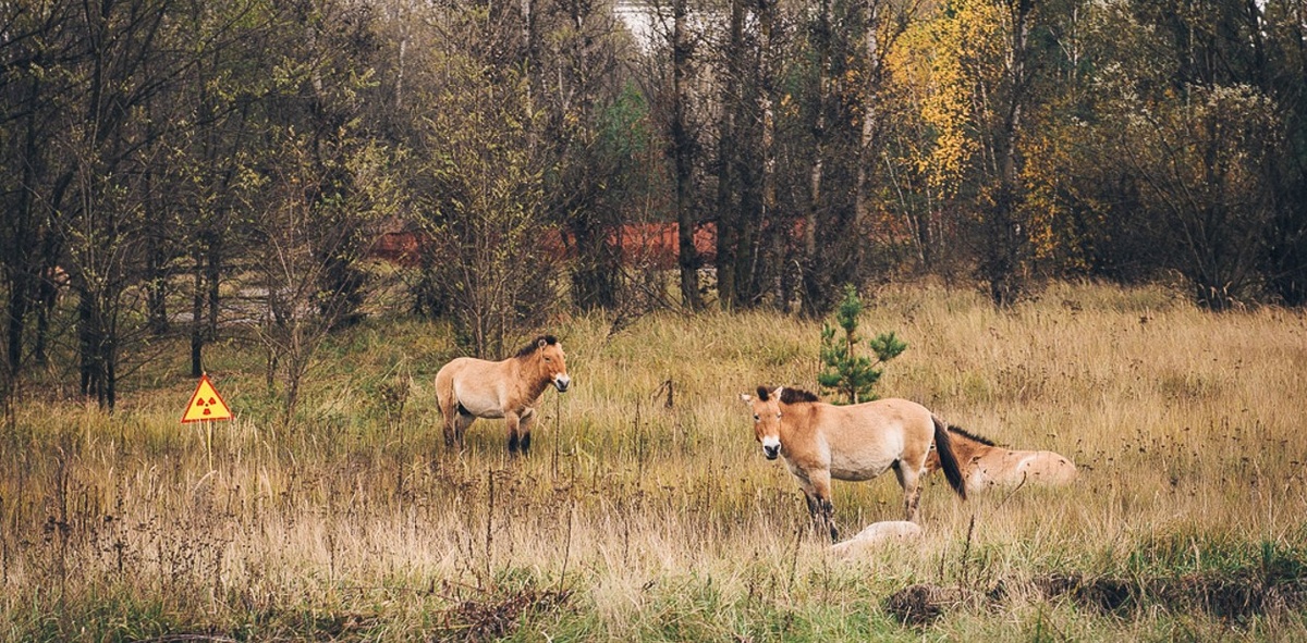 Лошади  Пржевальского в Чернобыльской зоне отчуждения. На заднем плане – новый  саркофаг над четвертым энергоблоком ЧАЭС. © CC BY-NC-SA 2.0/Michael  Kötter