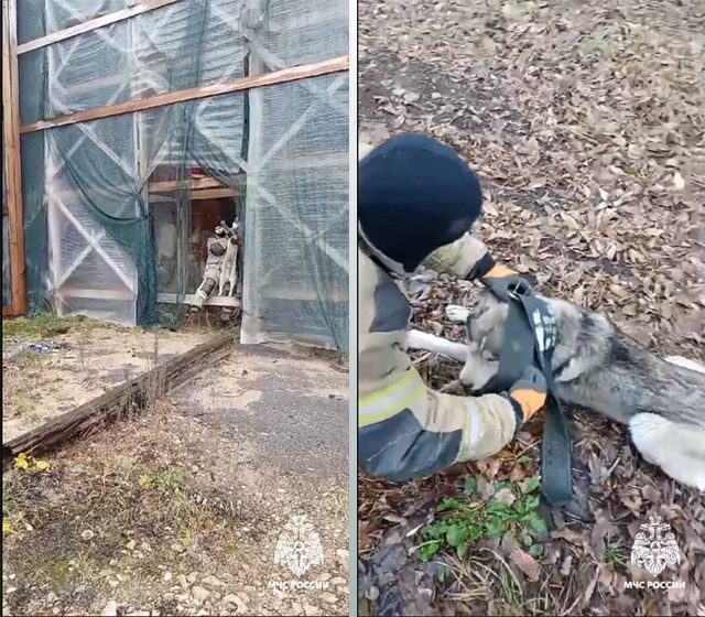 С чердака в Тверской области освободили хаски. Пес был благодарен