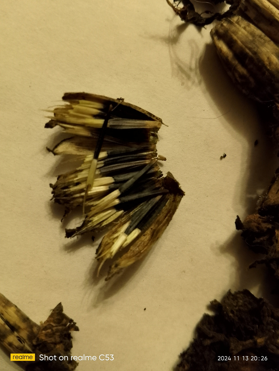 Семена бархатцев