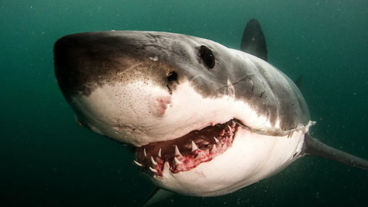 Лицо недовольного соседа в 3 часа ночи в глазке: