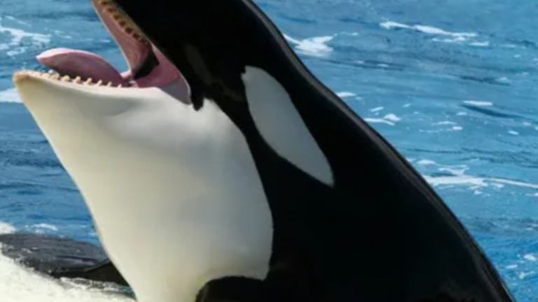 Летом отключили кондер, а на улице 40 градусов. Мое лицо: