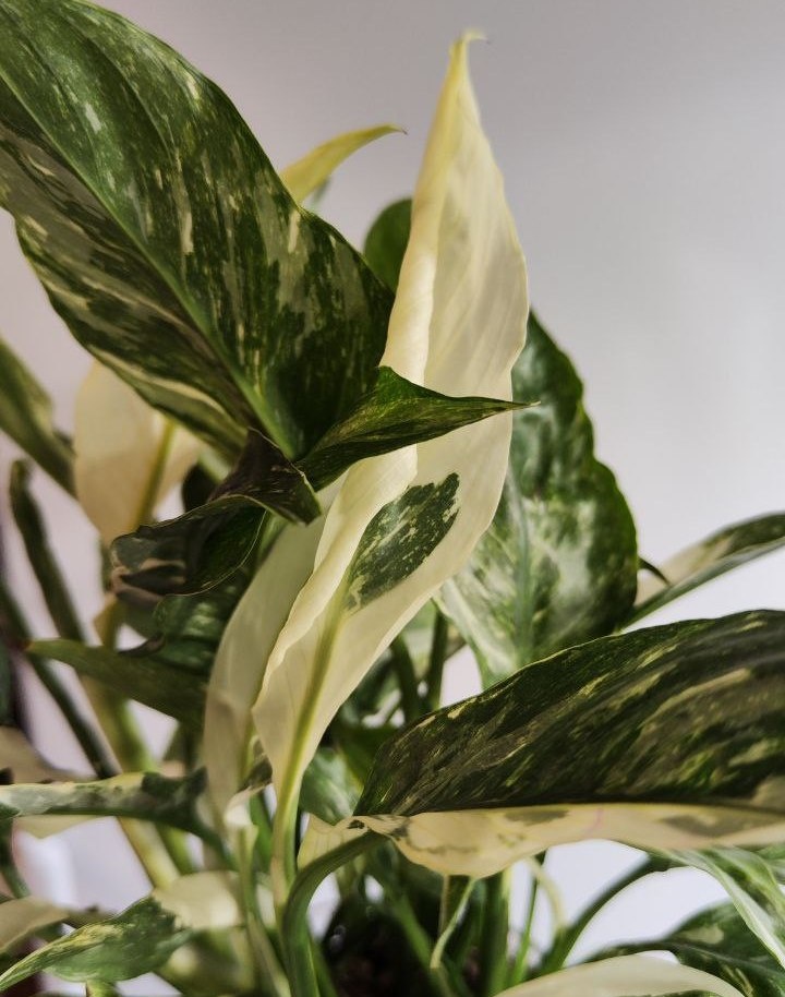 Вариантный (пестрый) Спатифилум