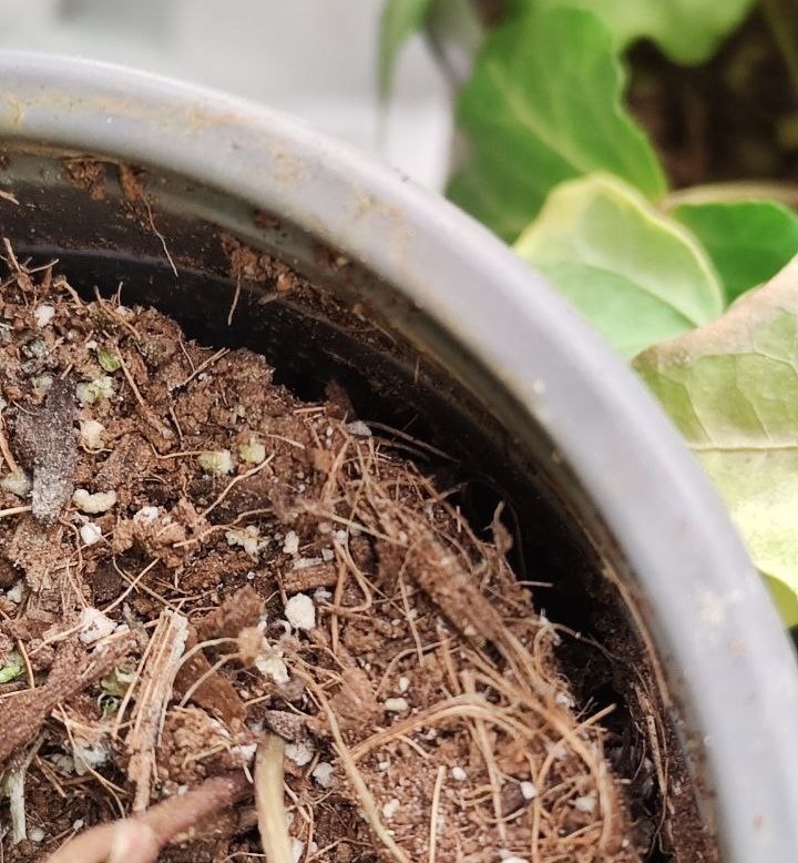 Сухой грунт, что уменьшился по сравнению с горшком