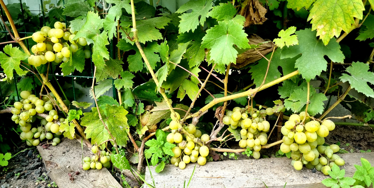 Фото автора.