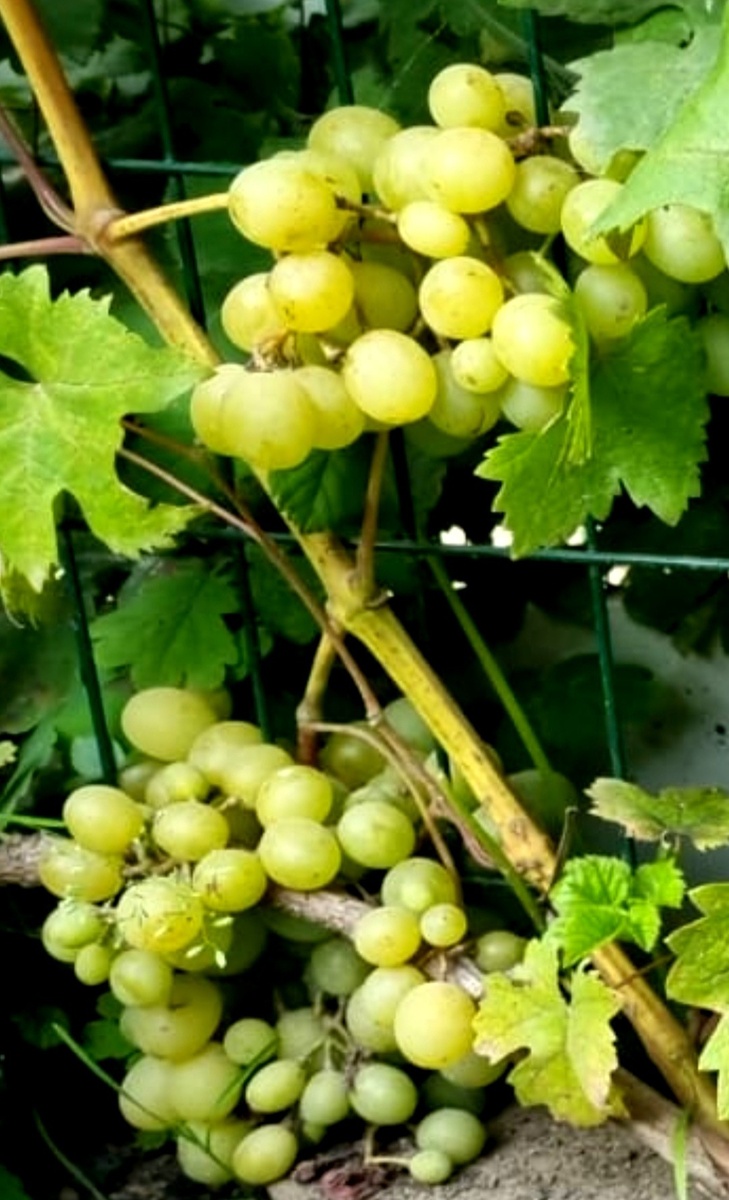 Фото автора.