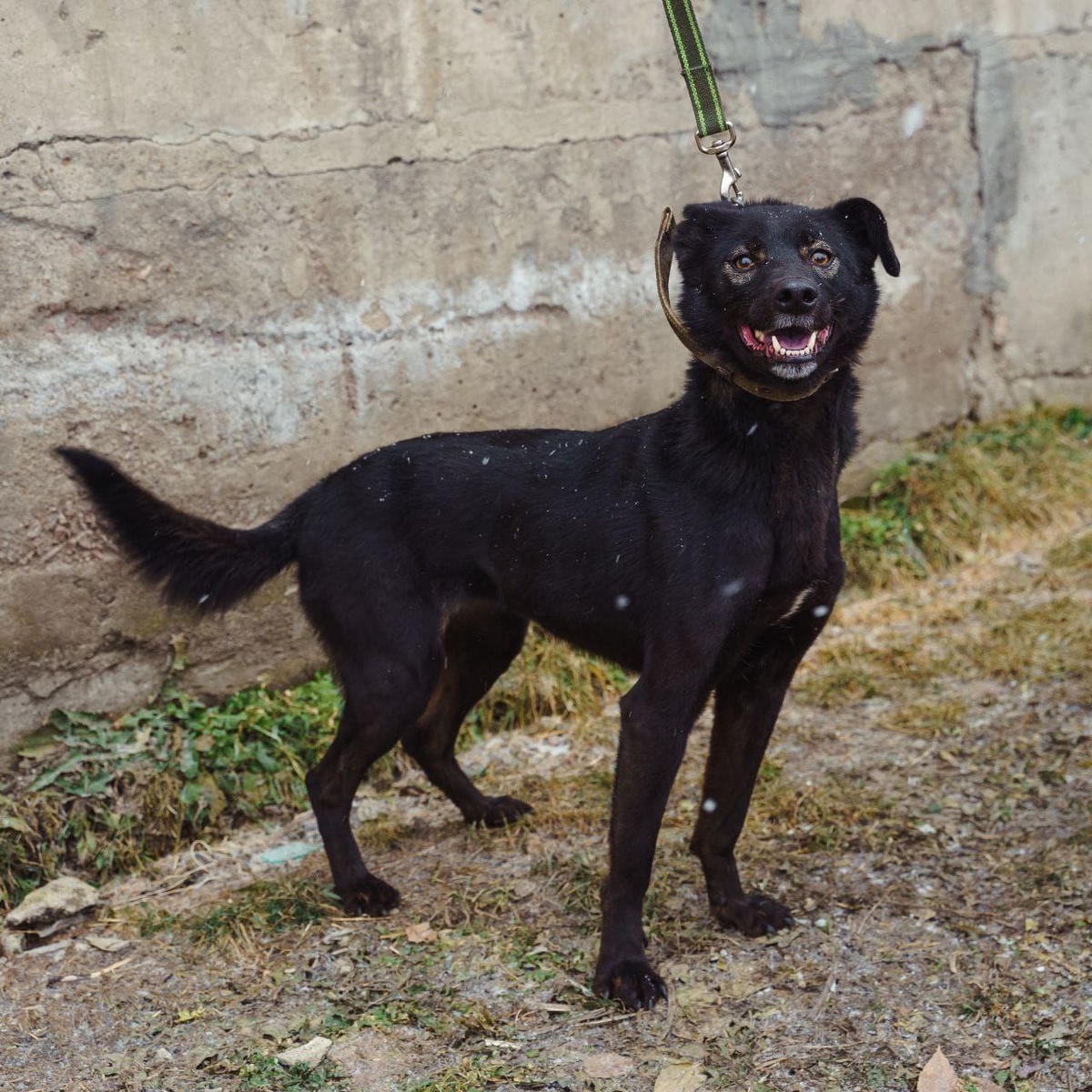 Собака-улыбака