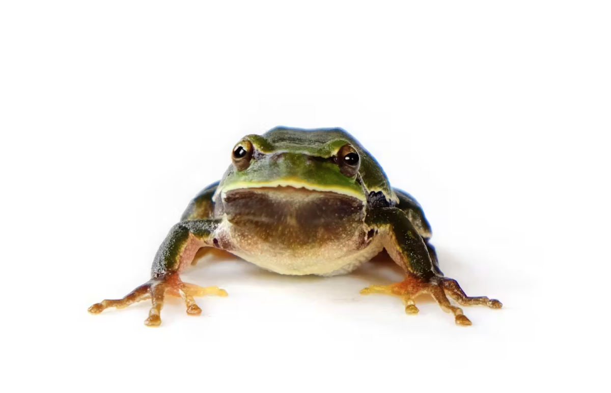 Самец восточной квакши (Hyla orientalis). Чернобыльская зона, 2018. Герман Оризаола