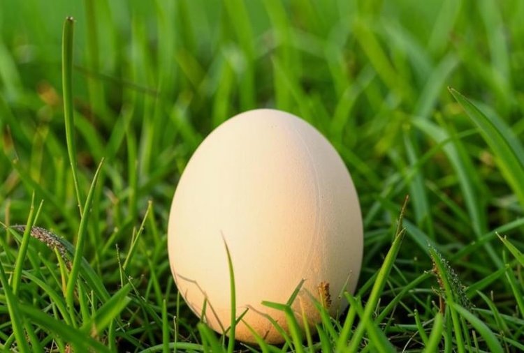    Германия поставила рекорд по производству органического яйца в 2024 году