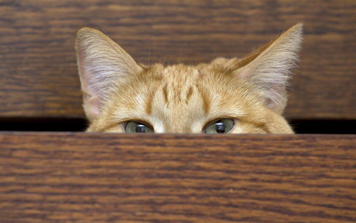 Источник фото: wallhere.com