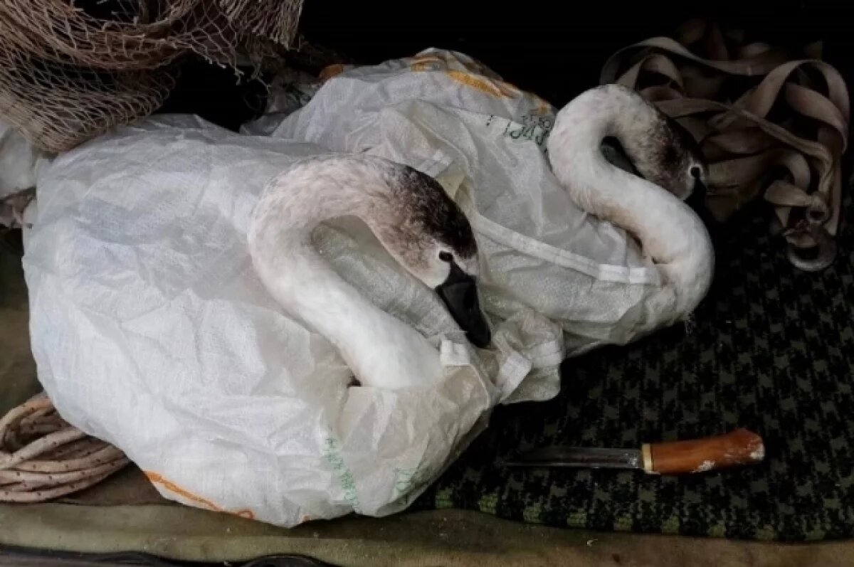    На Алтае спасли двух лебедей с поврежденными крыльями