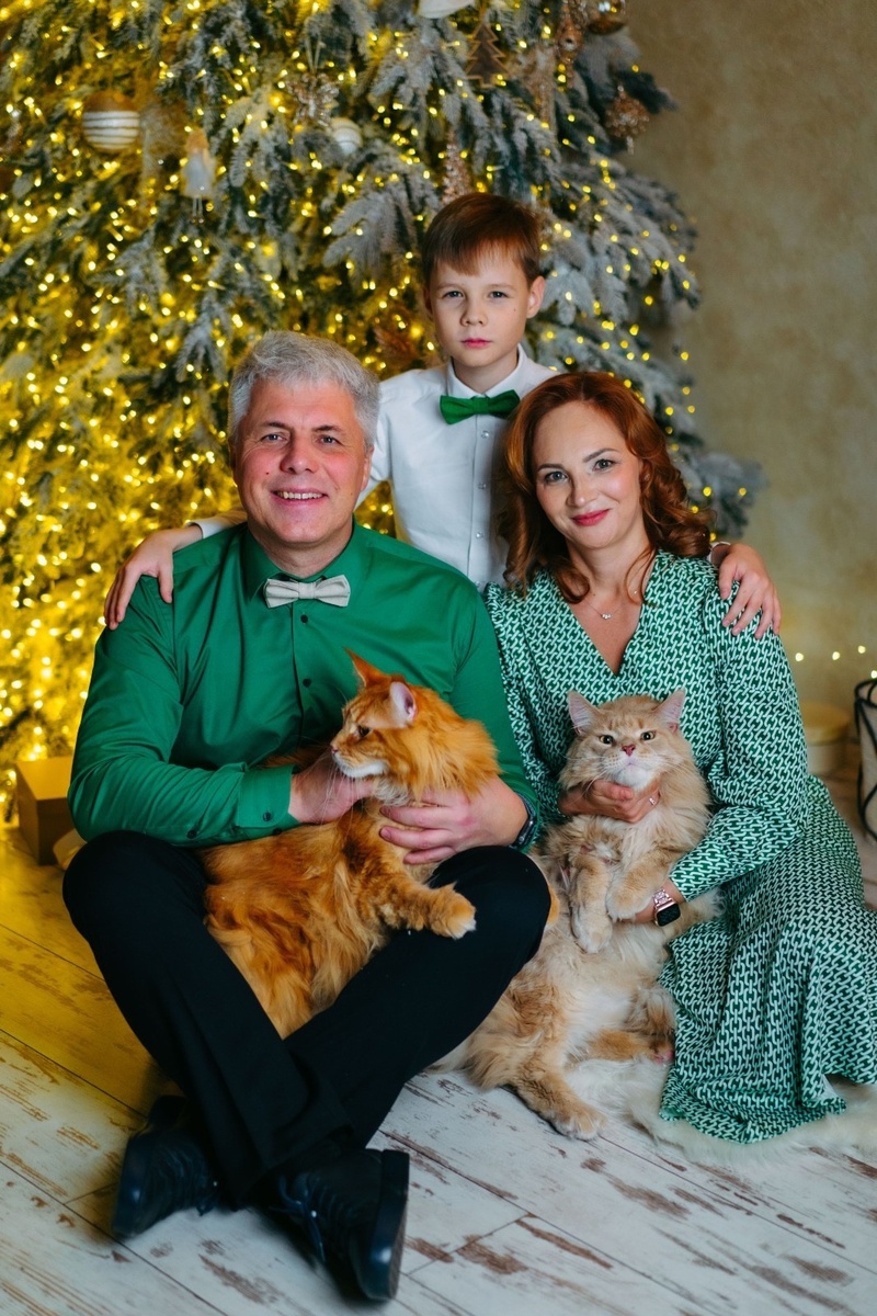 Фото автора. Коты по цвету и настроению явно не подготовлены к встрече Нового года