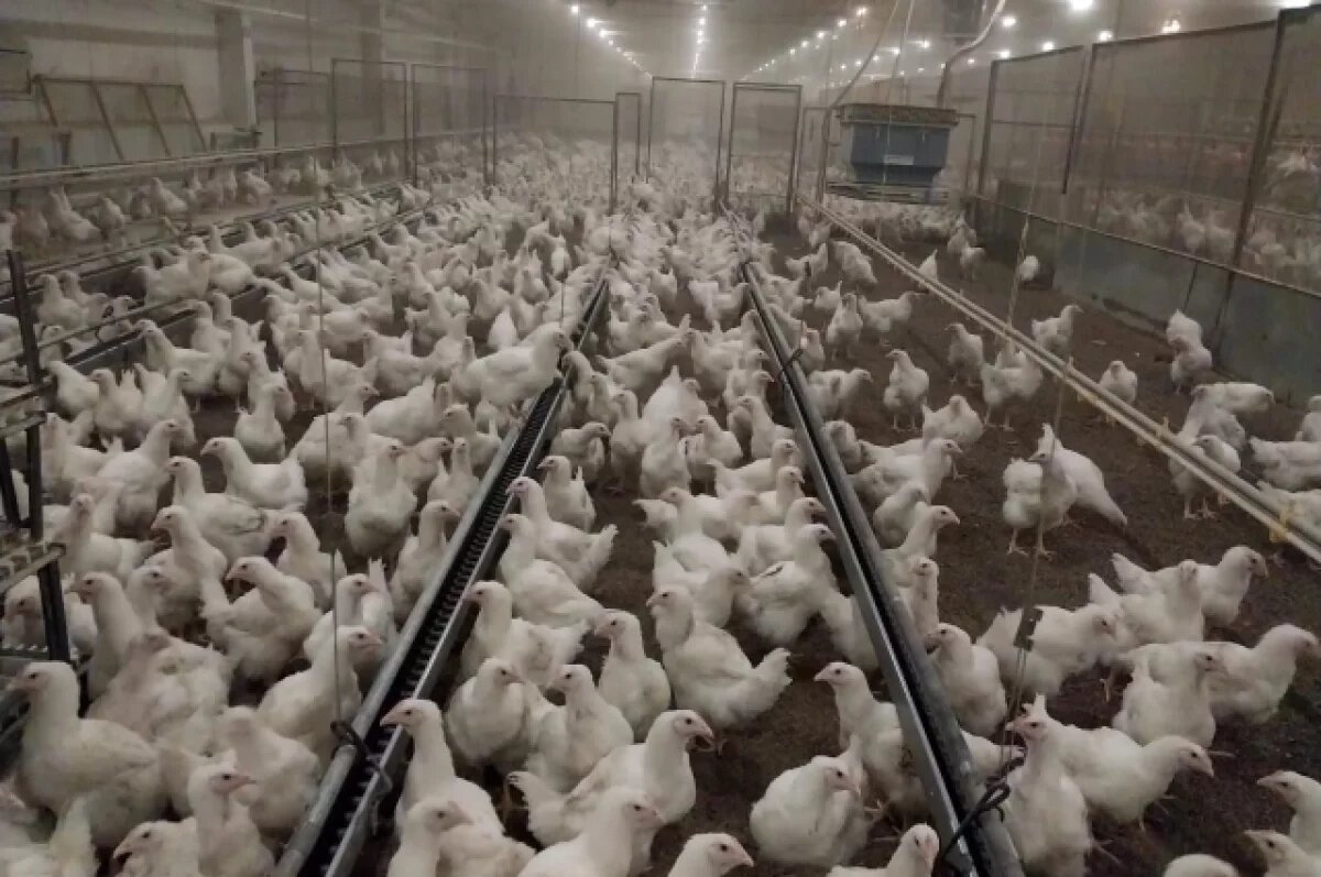   В Кузбассе произвели на 15,5% больше мяса птицы, чем год назад