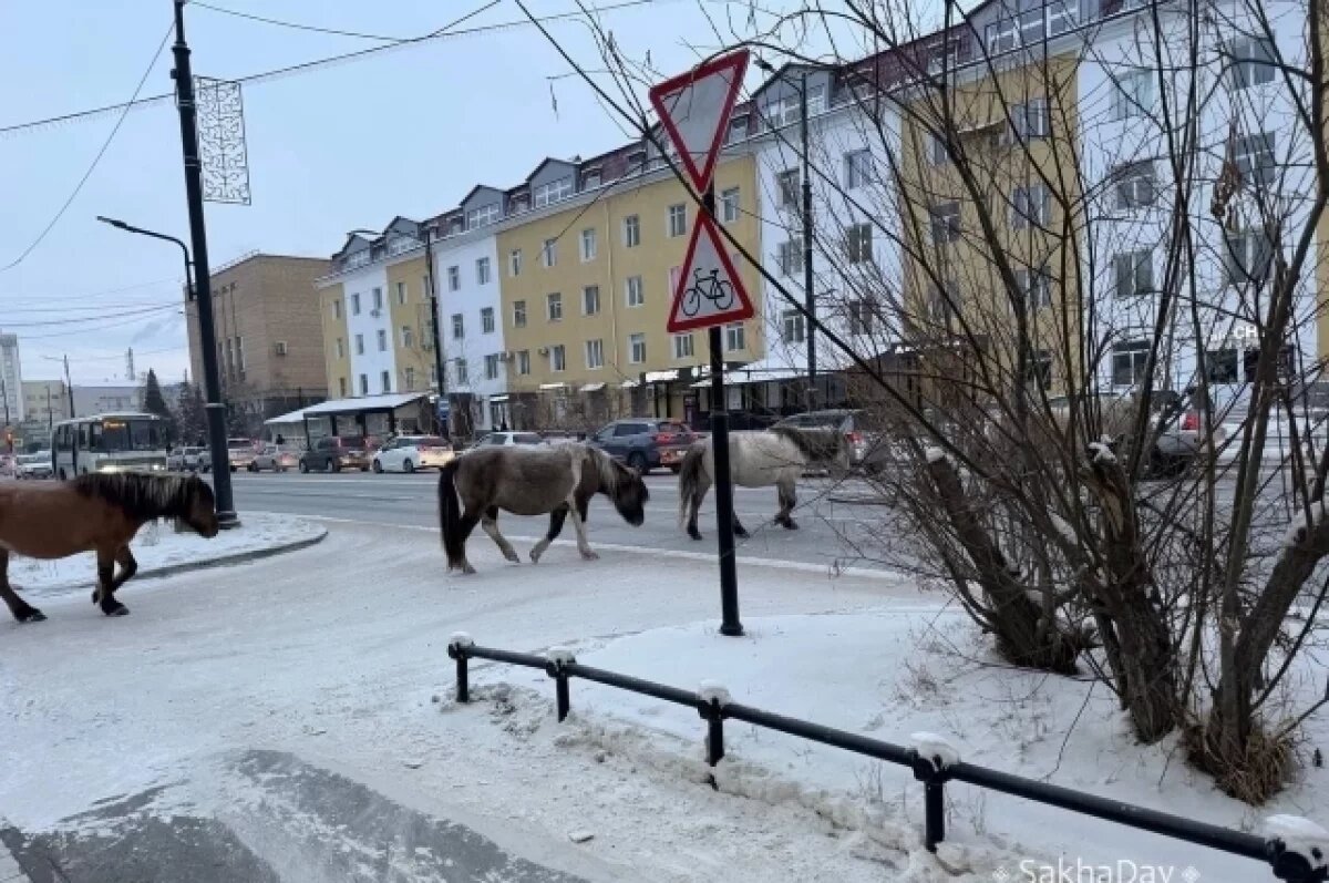    Табун лошадей, гулявших по центру Якутска, отправили на штрафстоянку