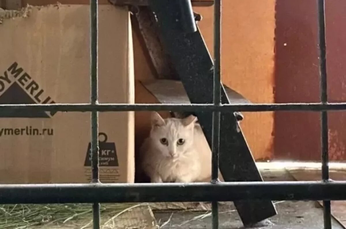    Одна из кошек.