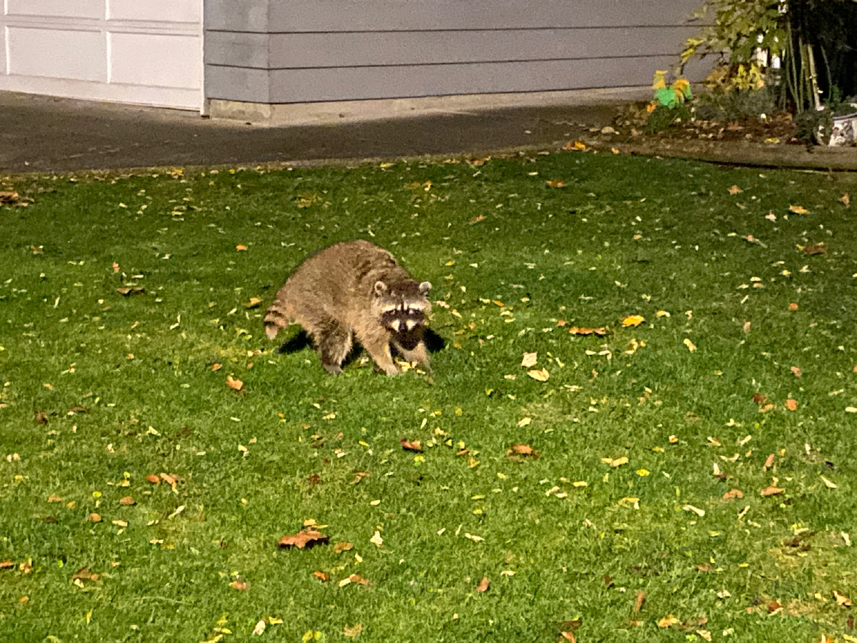 Товарищ Енот у нашего дома