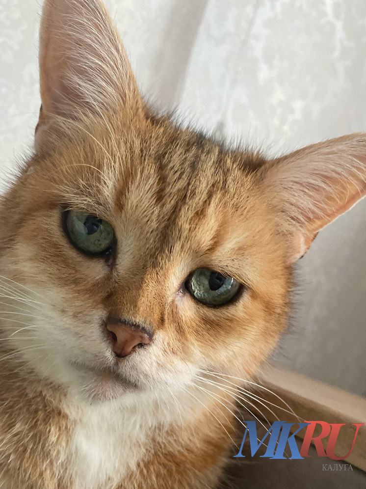     Фото: "МК в Калуге"