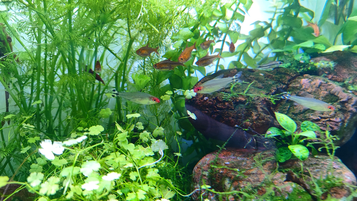 Тетра аманда и родостомус