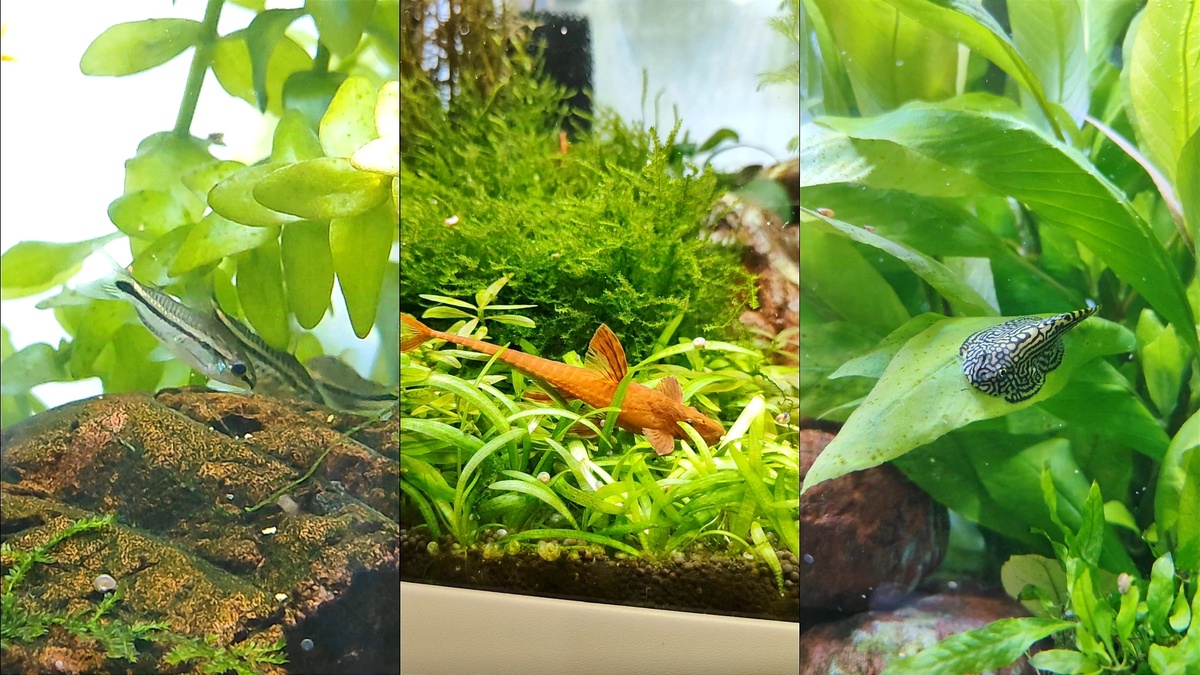 Коридорам, лорикарий и севелия 