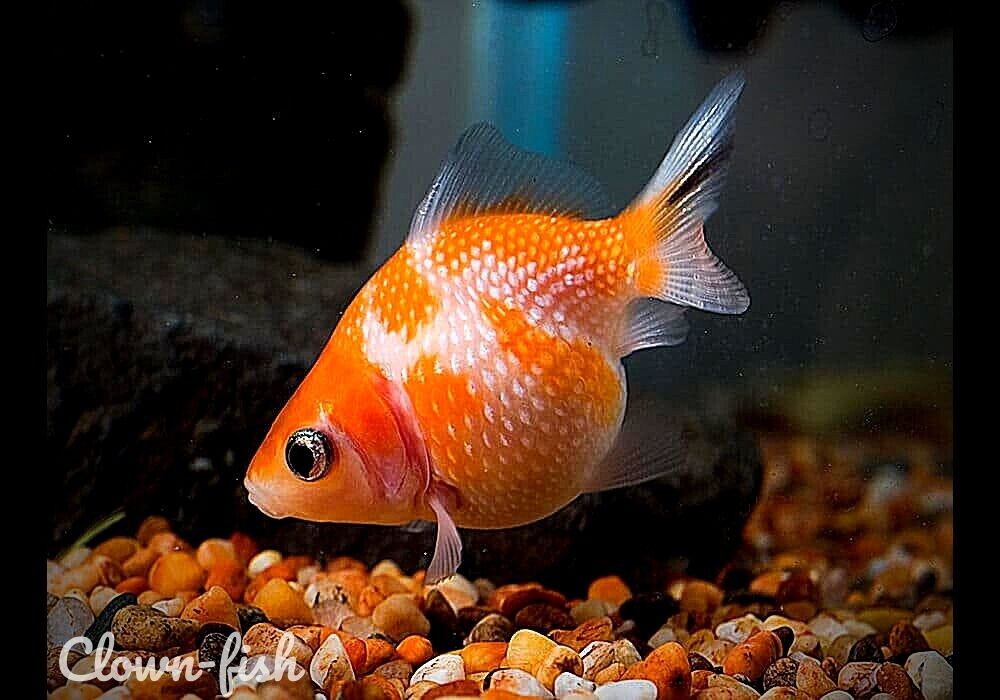 Когда объелся пельмешек. Фото из интернета.