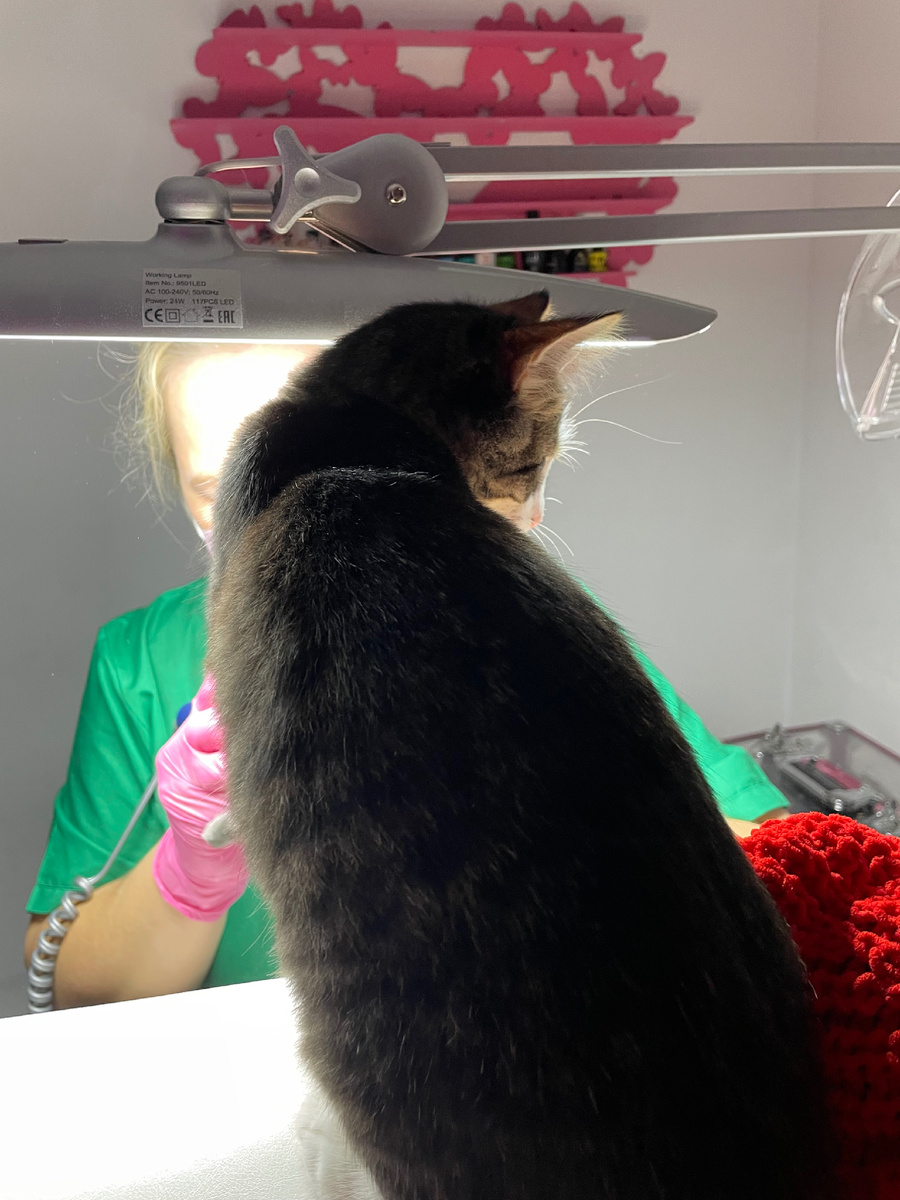 У него очень длинный хвост, непропорционально длинный по отношению к телу