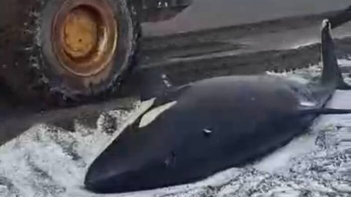    Для спасения подключили бульдозер. Фото: МЧС России