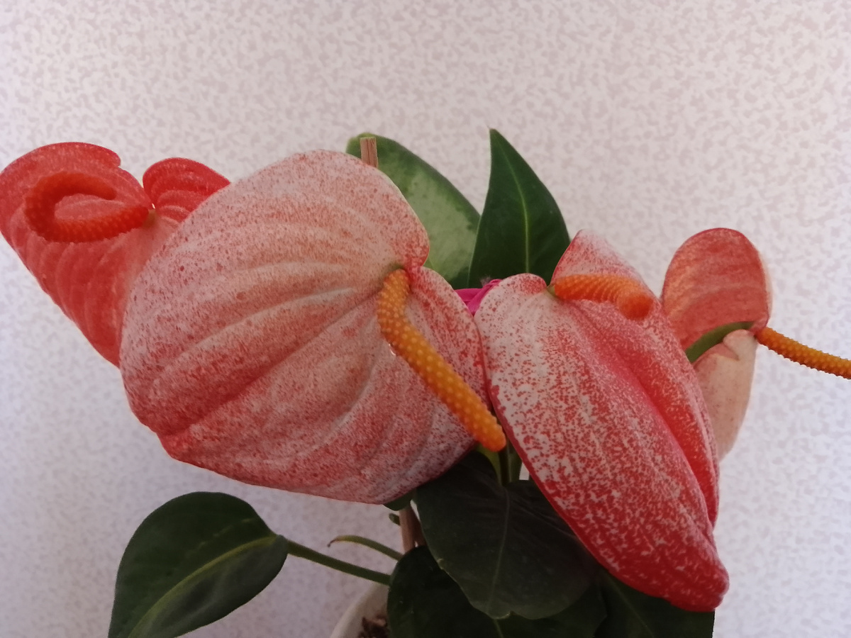 Антуриум Шерцера. Фото автора.