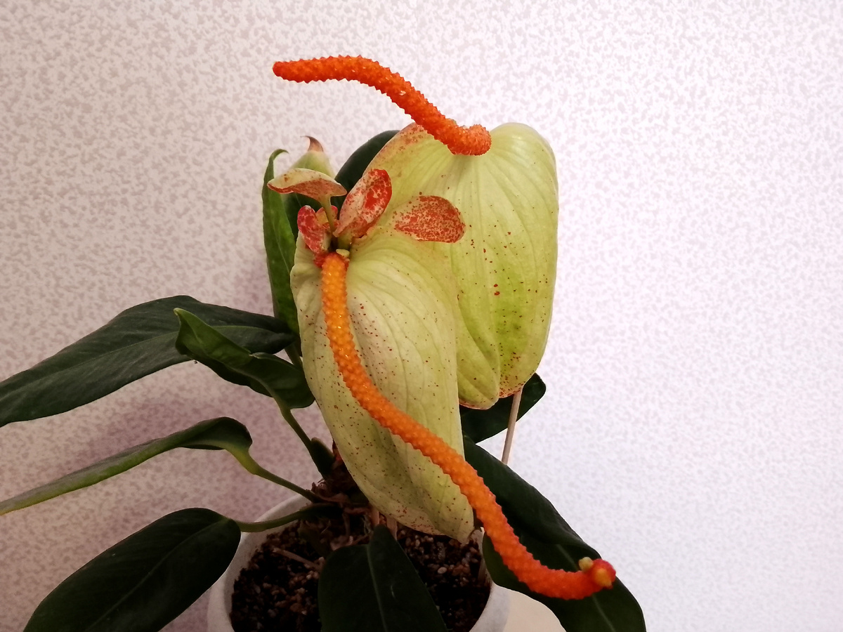 Антуриум Шерцера. Фото автора.