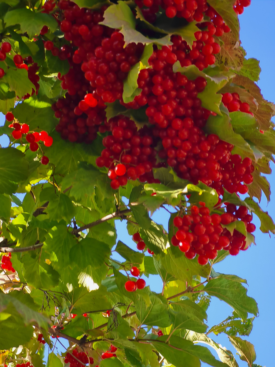 Калина (мама любила кусты калины) Фото автора Л. Баевой