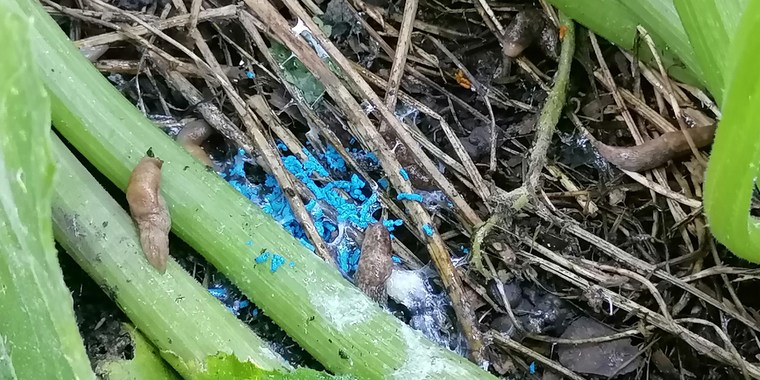 Приманки для слизней: от химии до продуктов питания. Самодельные губительные спреи