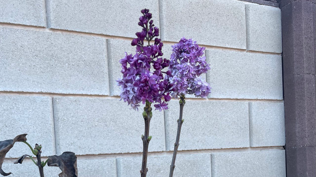 Одинокая ветка сирени)