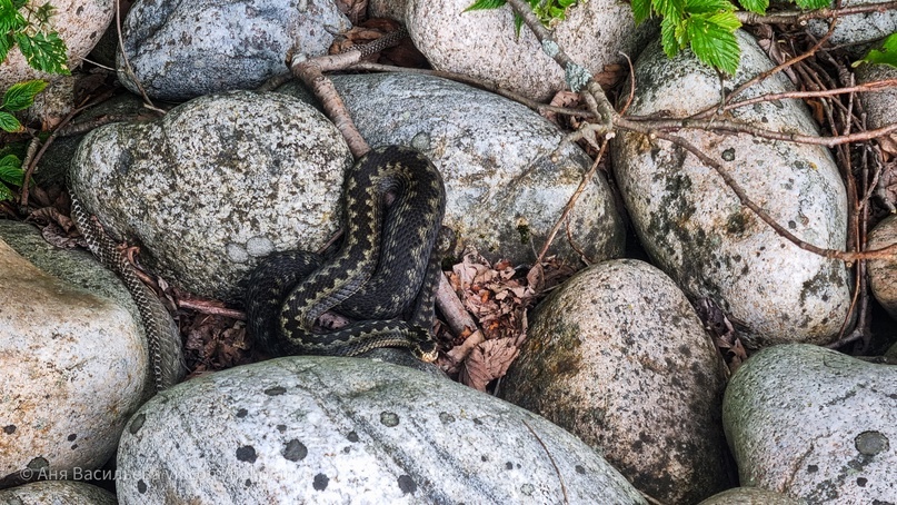 Как отличить ужа от гадюки?