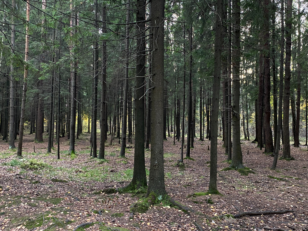 Удивительный лес Шуваловского парка