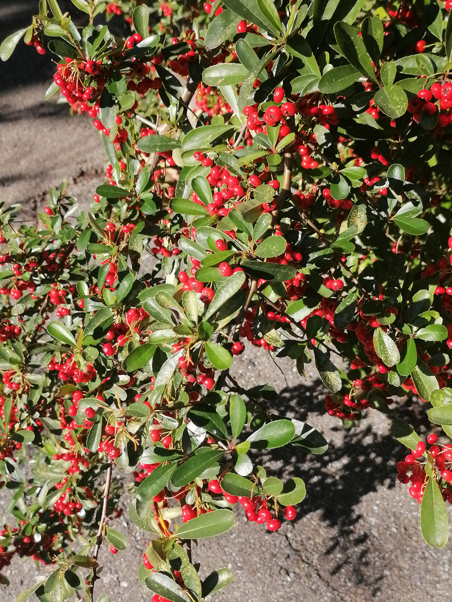 Сочи. Фото автора