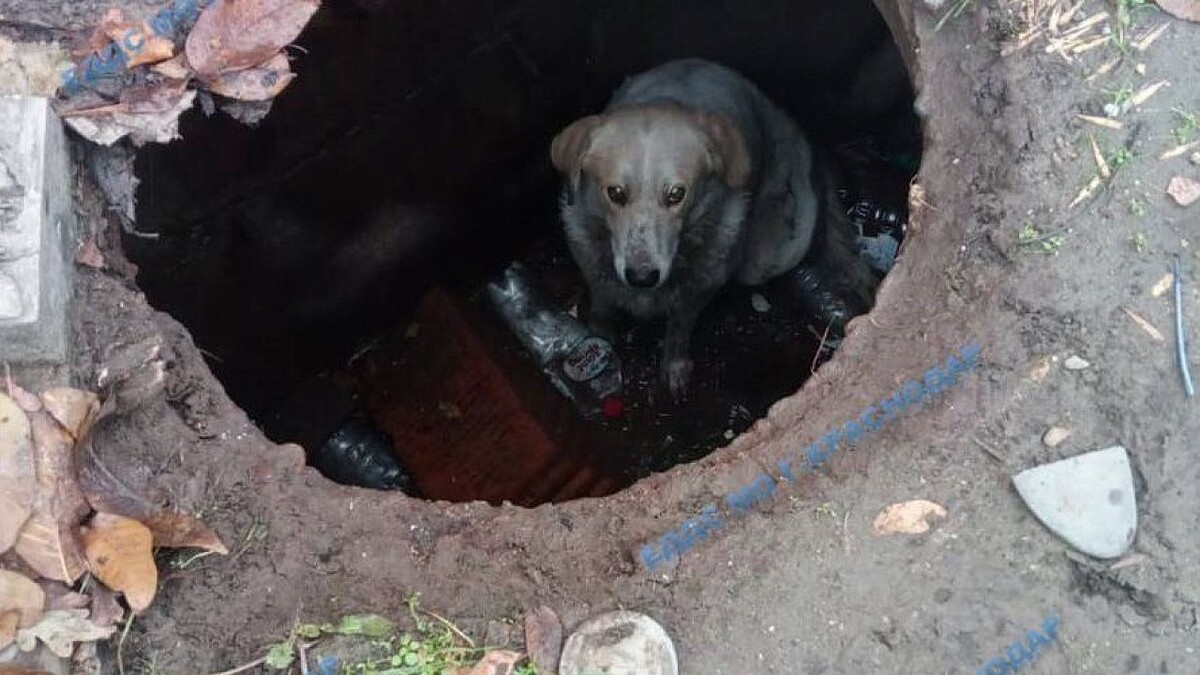    Фото: ЕДДС Краснодар