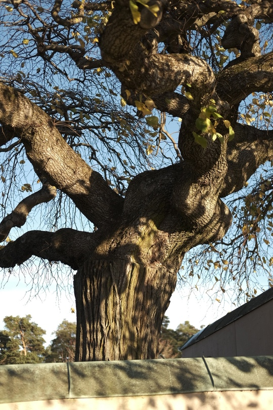 Место съемки: южное лесное кладбище Стокгольма (Skogskyrkogården)