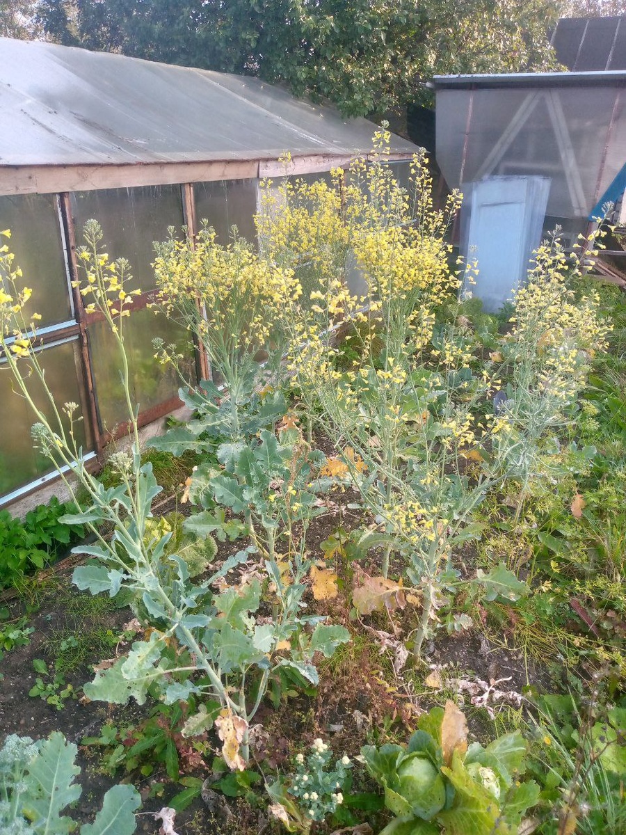 Рисунок 1 — Наша старая теплица